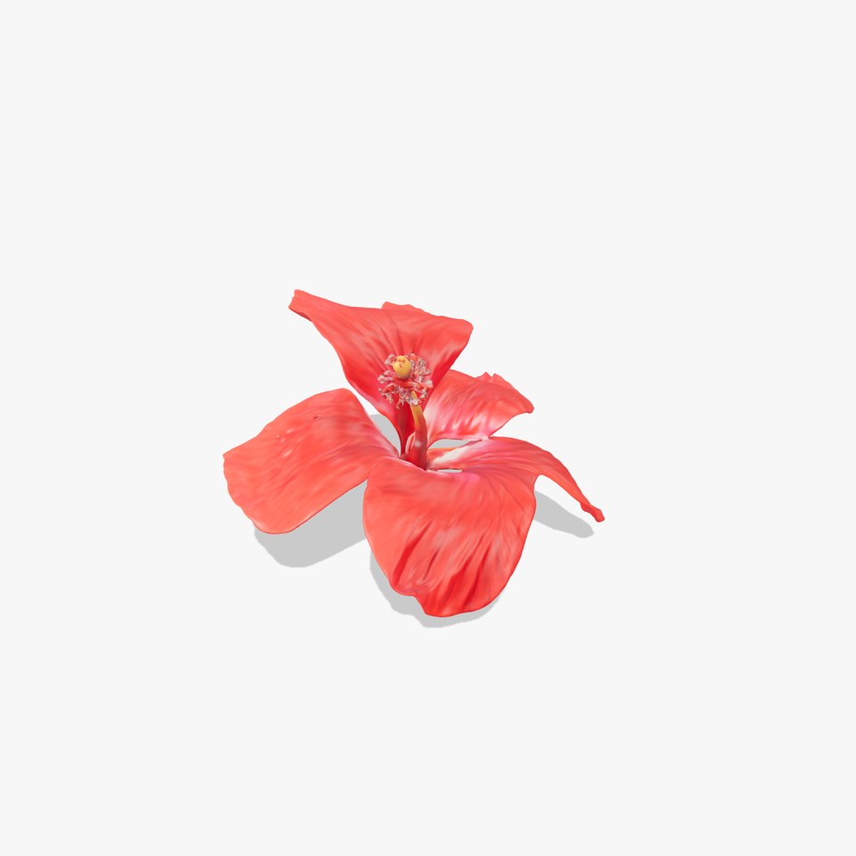 Vibrant Red Hibiscus model pack